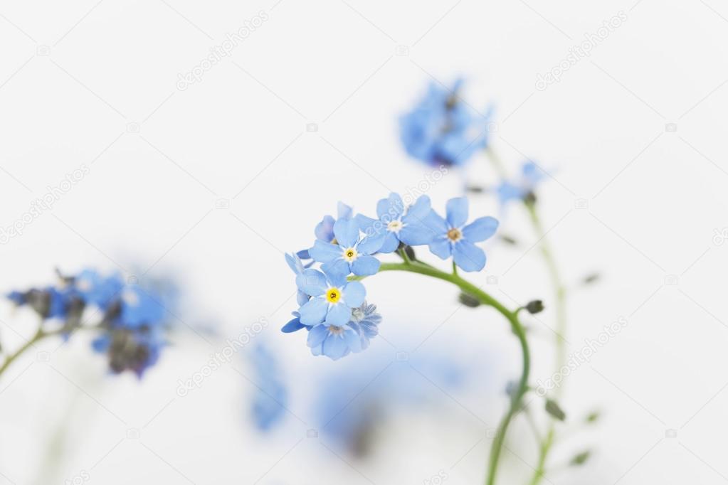 Forget-me-not blue blossoms