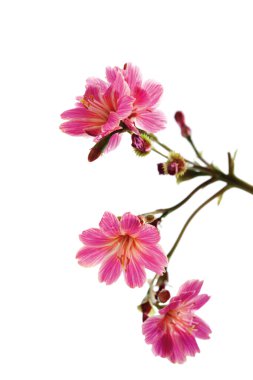Pyrenean Saxifrage pembe çiçekler 