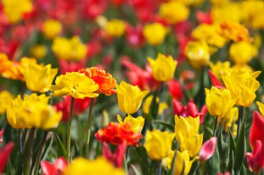 güzel kırmızı ve Sarı Lale