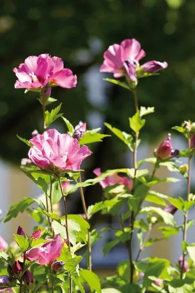 Rosa Hollyhock Flores —  Fotos de Stock