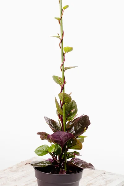 Basella alba vaso planta — Fotografia de Stock