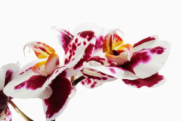 Fiori di orchidea bianca porpora — Foto Stock