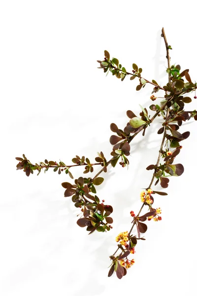 Galho-de-barberry comum — Fotografia de Stock