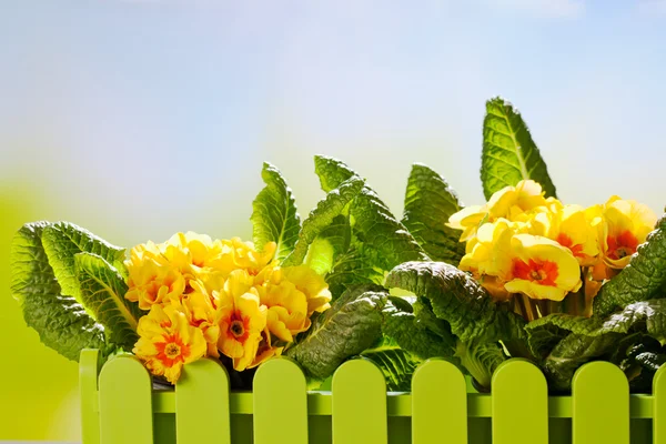 Beautiful yellow primroses — Stock Photo, Image