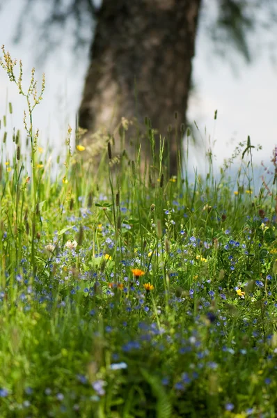 Wild flowers in field — Stock Photo, Image