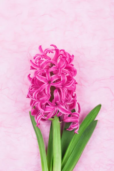 Giacinto rosa brillante — Foto Stock