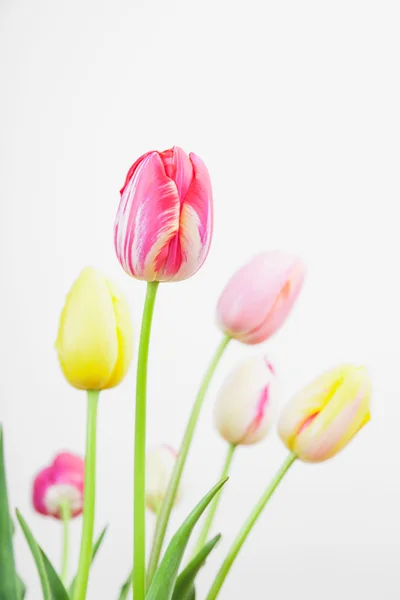 Tulipani primaverili colorati — Foto Stock