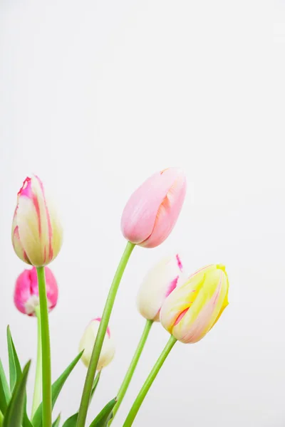 Tulipani primaverili colorati — Foto Stock