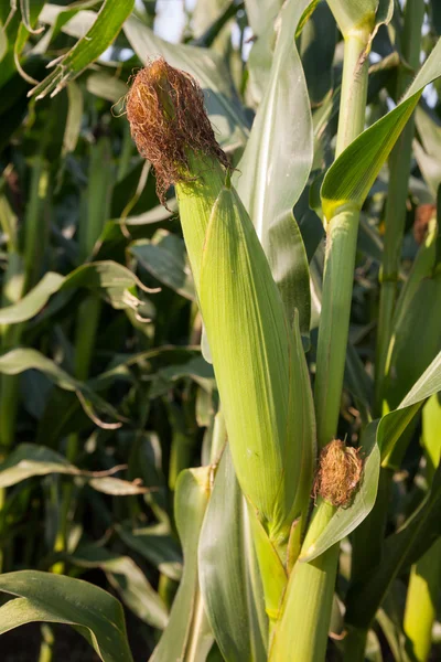 ドイツの maizefield でトウモロコシの穂軸 — ストック写真