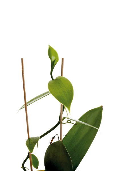 Vanilla orchid vine Stock Image