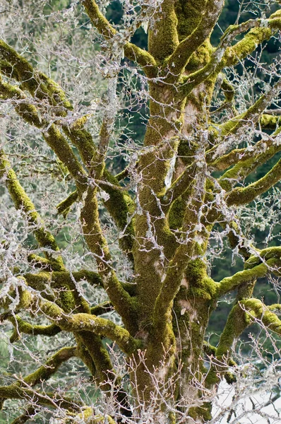 Árvore cortada na primavera Imagem De Stock