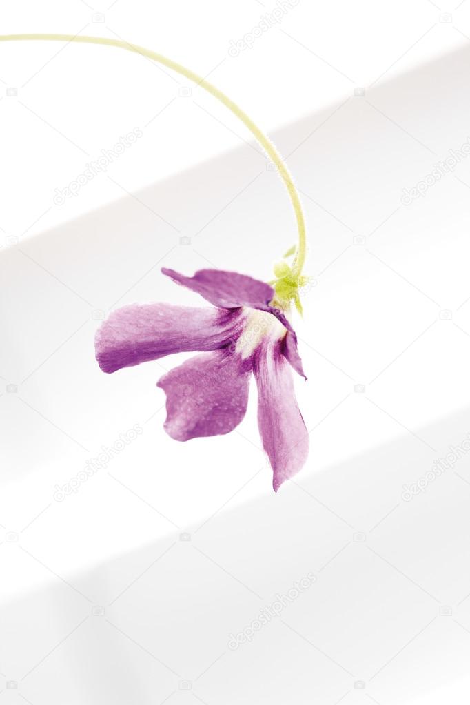 Carnivorous plant with purple flower