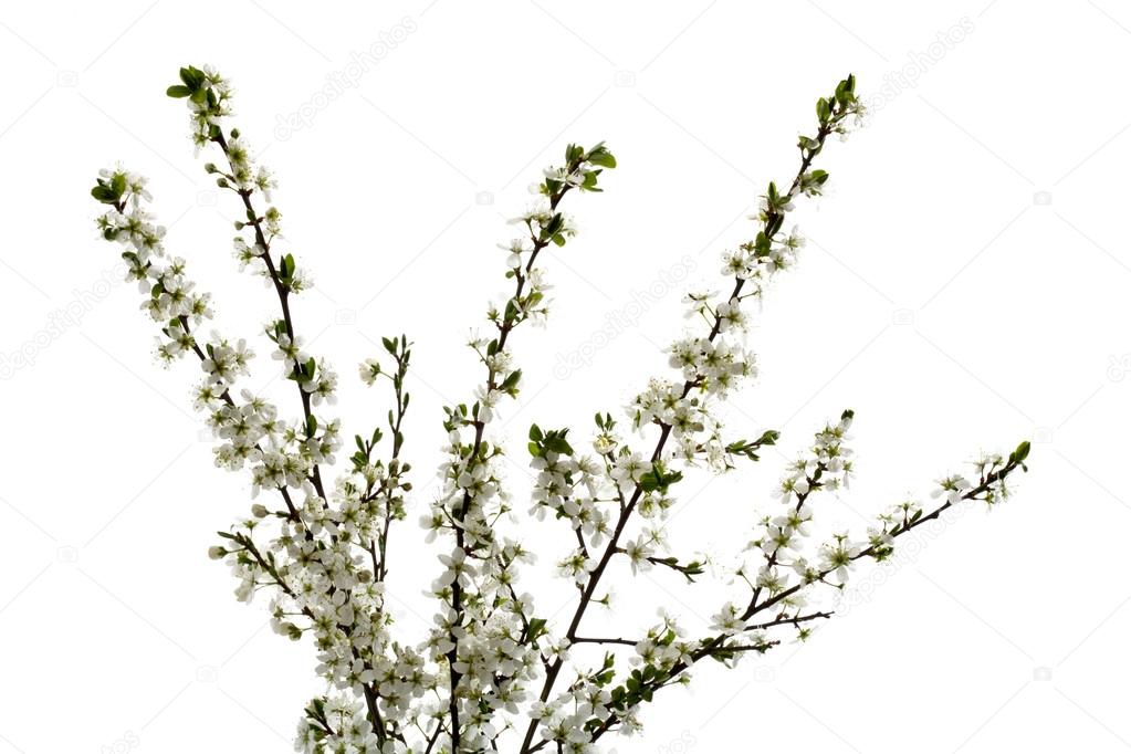 Hawthorn twig with blossoms