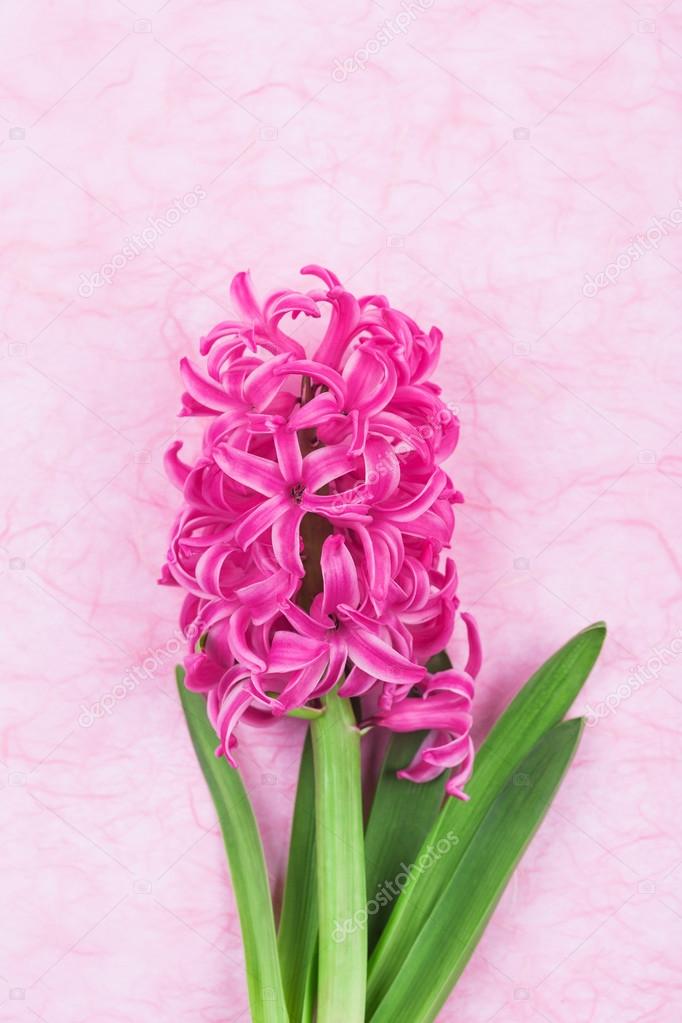 Pink bright hyacinth