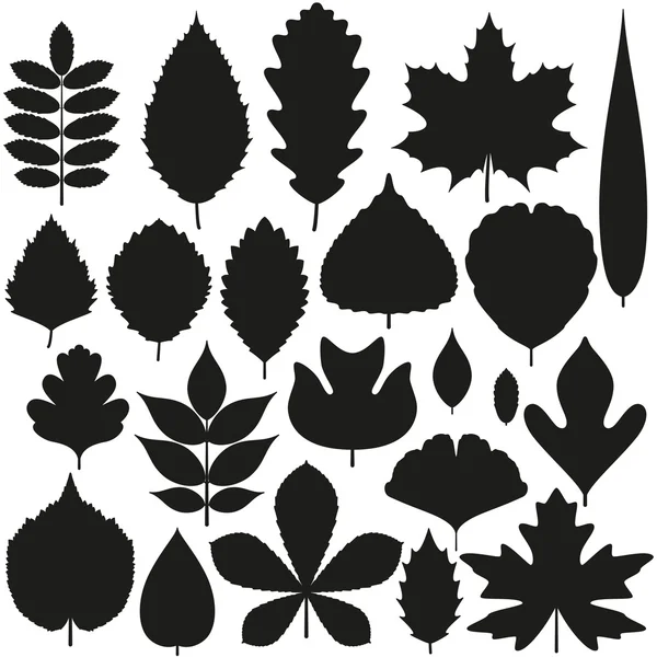 Conjunto de hojas de árbol. Iconos de silueta. Ilustración vectorial . — Vector de stock