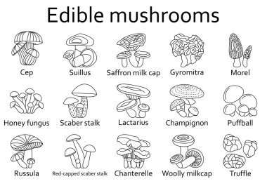 Edible mushrooms icons set. Vector illustration. clipart