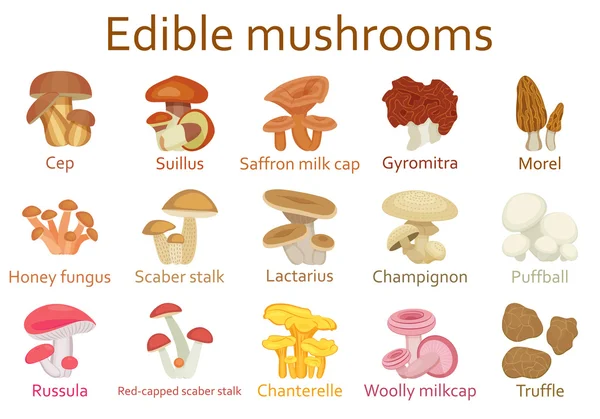 Sada plochých ikon jedlé houby. Vektorové ilustrace. — Stockový vektor