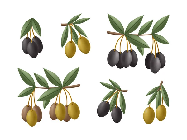 Conjunto de ramas de aceitunas verdes y negras. Ilustración vectorial — Vector de stock