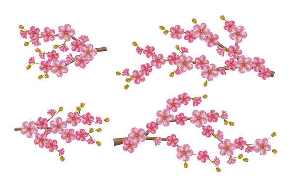 Ветка сакуры с цветущими цветками и бутонами. Весенний цветок вишни — стоковый вектор