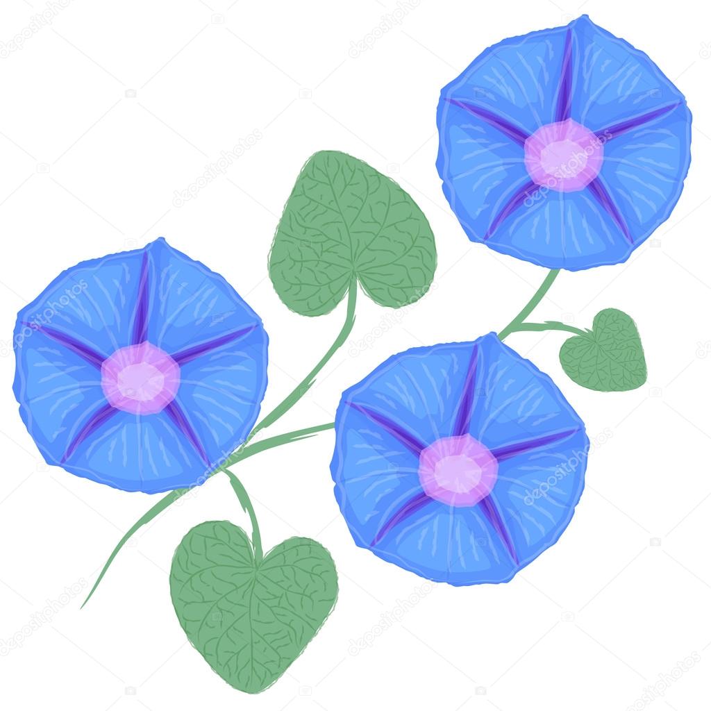 すべての花の画像 最新さつまいも 花 イラスト すべての花の画像 最新さつまいも 花 イラスト