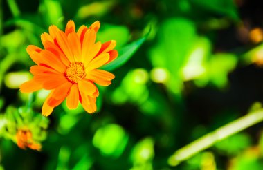 Parlak sarı çiçek seçici odak (sığ derinlik-in tarla)