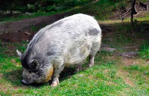 Szary włochaty duży świnia na zielonej trawie — Zdjęcie stockowe