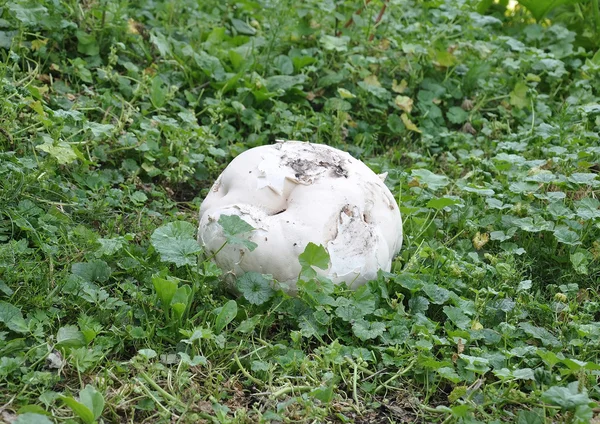 Giant puffball fungi Calvactia gigantea — Stock Photo, Image
