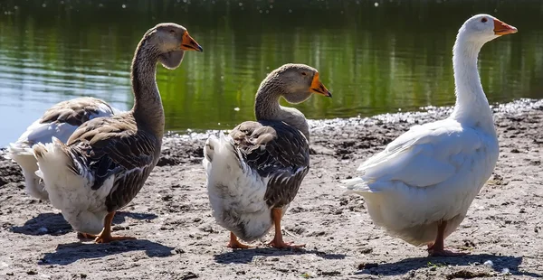 Three_geese_on_the_river — Stock fotografie