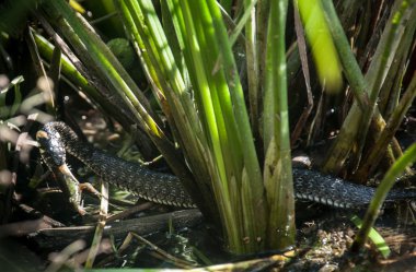 yılan kurbağa yakalandı