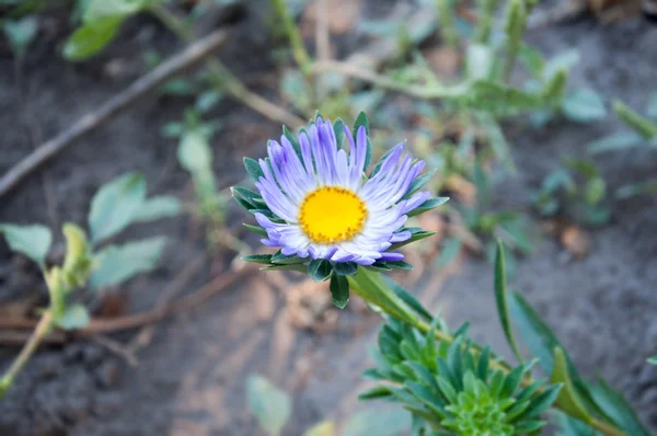 Hermosa flor de aster, sobre fondo verde — Foto de Stock