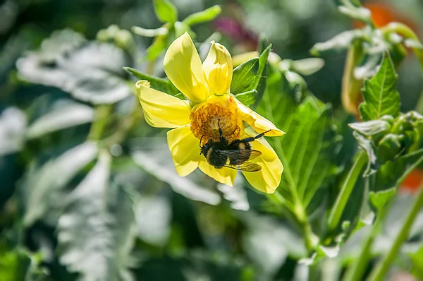 Close-up de abelha em uma flor — Fotografia de Stock