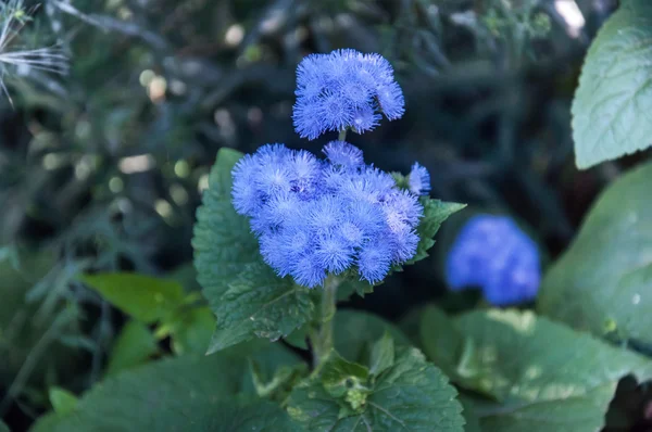 Güneşli bir günde ageratum çiçek yakın çekim — Stok fotoğraf