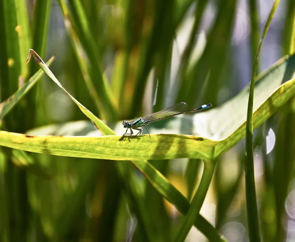 Blue dragonfly sits on a leaf, macrograph — Stock Photo, Image