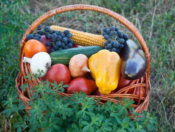 Alimentos biológicos fundo Legumes — Fotografia de Stock