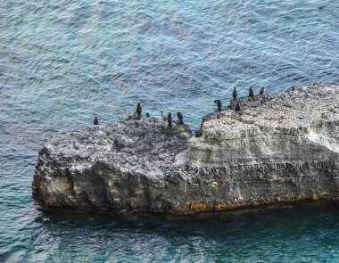 karabatak buzlu kolonisi