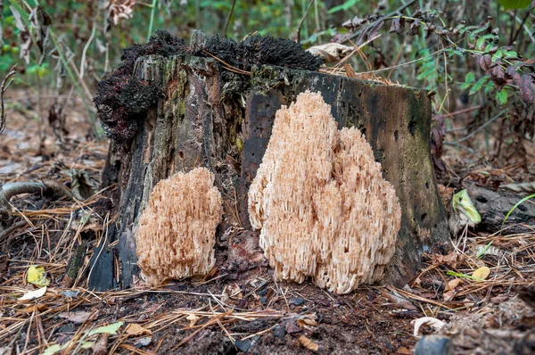 Coral mushroom (Hericium coralloides) growing on the old tree  i — Stock Photo, Image