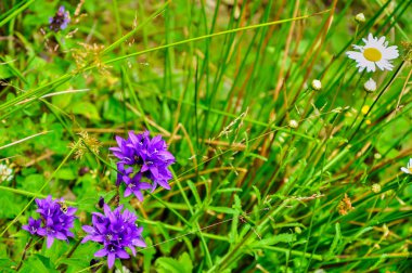 mor bir çiçek böcek