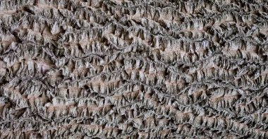 Ağaç kabuğu dokusu