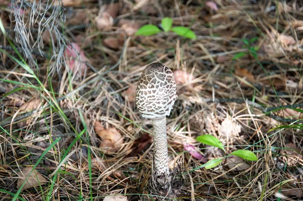 Très jeune, comestible et délicieux champignon Parasol — Photo