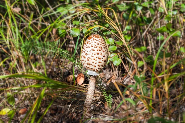 Very young, edible and delicious Parasol Mushroom — Stock Photo, Image