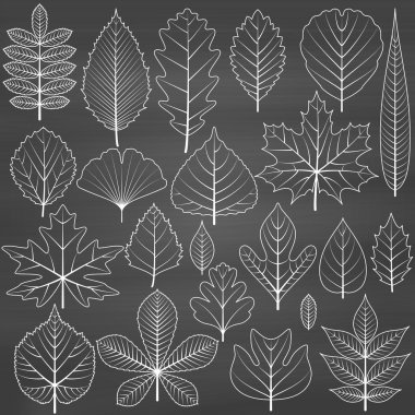Set of tree leaves on chalkboard background. Twenty different icons. Various elements for design. Cartoon vector illustration. Black and white colors clipart
