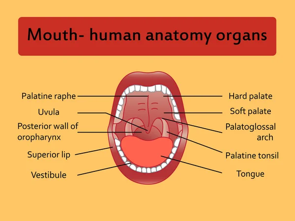 Partes de la boca humana . — Vector de stock
