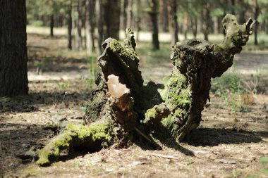 Çürük ağaç dalında yeşil yosun