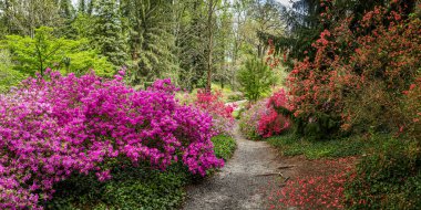 Asheville, NC / USA - 27 Nisan 2018: Asheville, Kuzey Carolina 'daki Biltmore Malikânesi Bahçeleri ve Bahçeleri.
