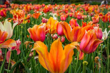 Kuzey Carolina 'da bir tarlada laleler