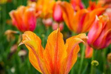 Kuzey Carolina 'da bir tarlada laleler