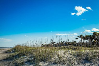 The beach, dunes, and sea oats at Amelia Island near the town of Fernandina Beach, Florida. clipart