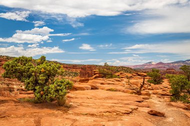 Kanyonlar ve aşınmış kumtaşı oluşumları Utah 'taki Capitol Resifi Ulusal Parkı' nda hakim konumdadır..
