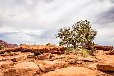 Utah 'taki Capitol Resif Ulusal Parkı' nın çevresindeki cüce ormanlarının büyük çoğunluğunu Juniper Ağaçları ve Pinion Ağaçları oluşturur..