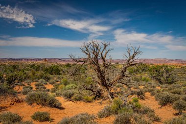 Kanyonlar, aşınmış kumtaşı oluşumları ve kireçtaşı oluşumları Arches Ulusal Parkı nesr Moab, Utah 'ta hakim..